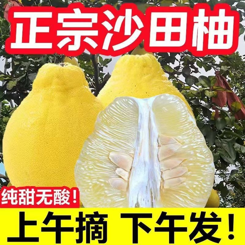 正宗容县沙田柚纯甜不酸沙田柚白心柚子新鲜水果