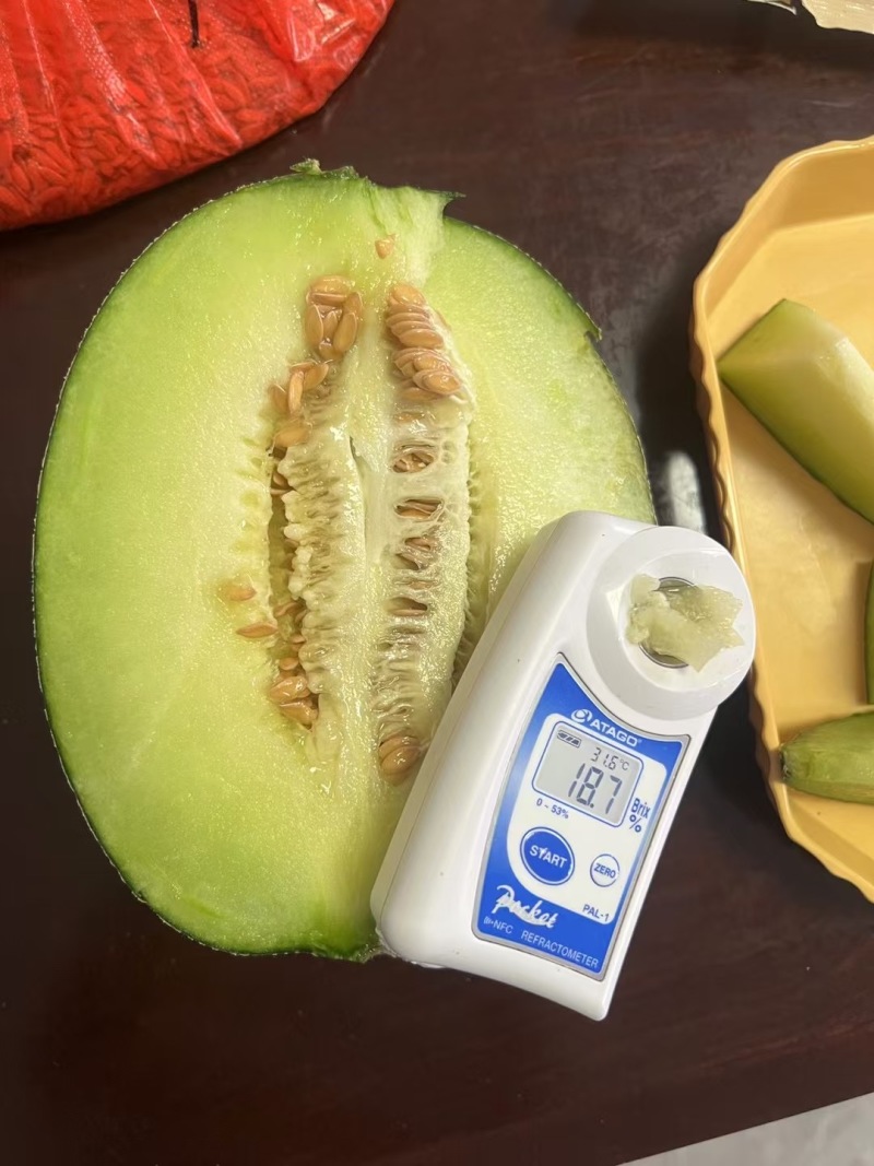 众天F175网纹甜瓜种子高糖绿肉网纹蜜瓜种子椭圆形哈密瓜
