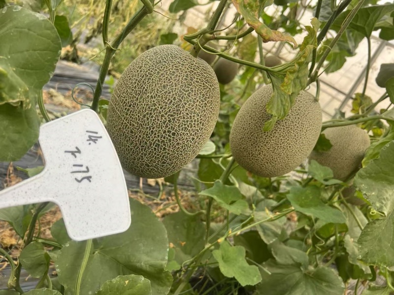 众天F175网纹甜瓜种子高糖绿肉网纹蜜瓜种子椭圆形哈密瓜