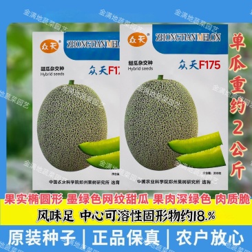 众天F175网纹甜瓜种子高糖绿肉网纹蜜瓜种子椭圆形哈密瓜
