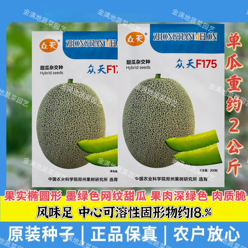 众天F175网纹甜瓜种子高糖绿肉网纹蜜瓜种子椭圆形哈密瓜