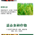 氨基酸水溶肥氨基酸叶面肥一喷绿生根肥