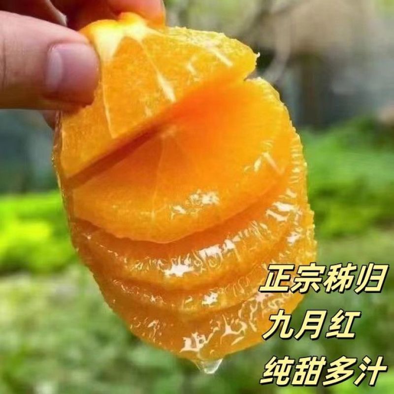 【精选】九月红脐橙果园采摘果肉细腻基地批发纯甜多汁