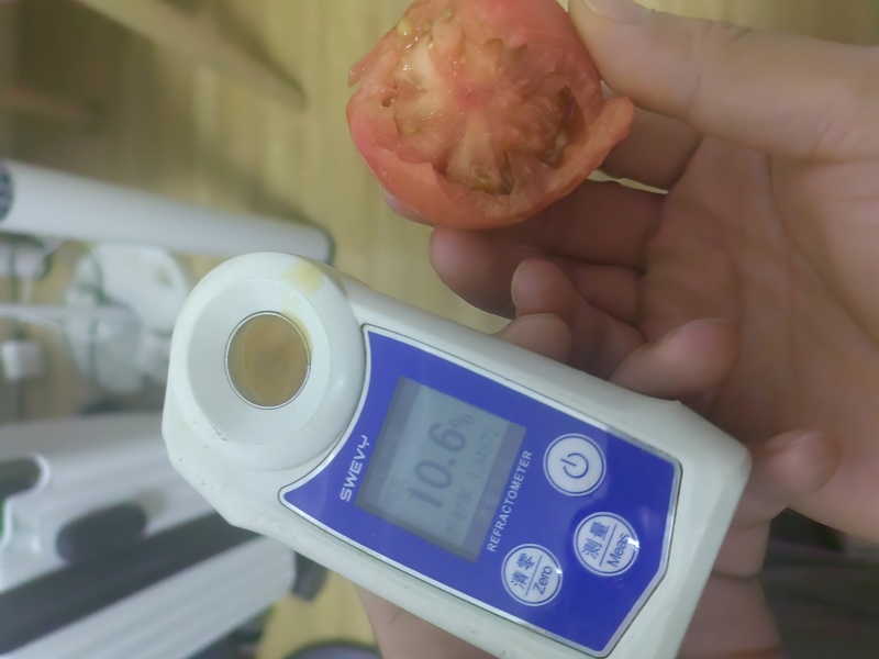 草莓番茄