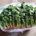河北香菜铁杆青香菜大量上市产地直供一手货源欢迎电话联系