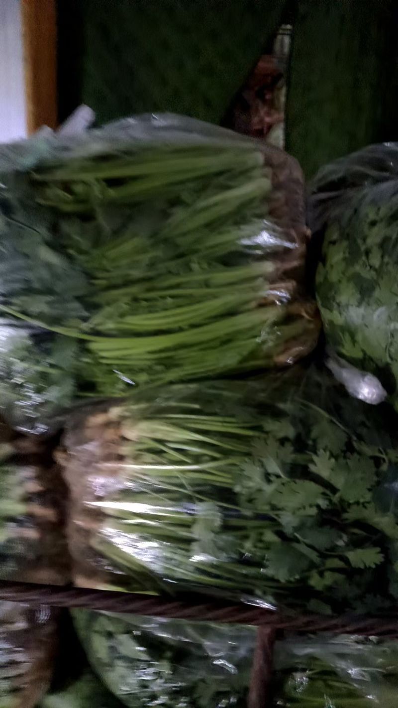 河北香菜铁杆青香菜大量上市产地直供一手货源欢迎电话联系