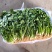 河北香菜铁杆青香菜大量上市产地直供一手货源欢迎电话联系