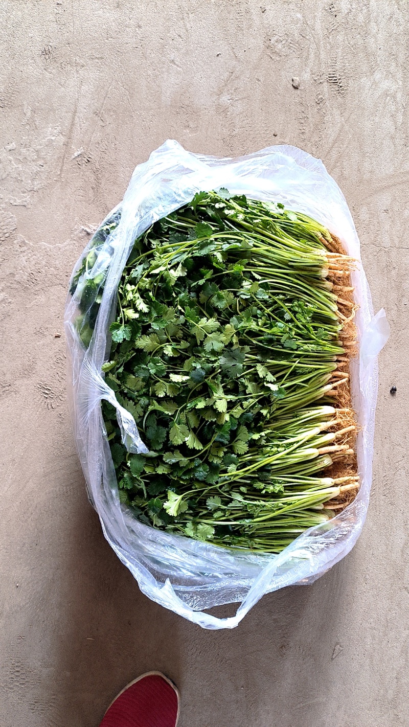 河北香菜铁杆青香菜大量上市产地直供一手货源欢迎电话联系