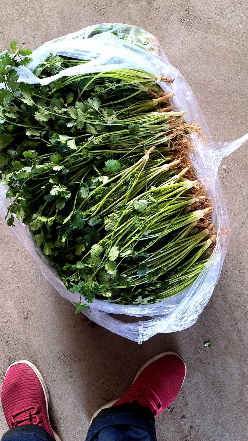 河北香菜铁杆青香菜大量上市产地直供一手货源欢迎电话联系