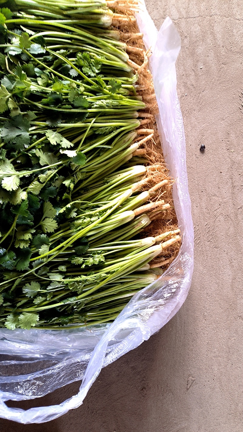 河北香菜铁杆青香菜大量上市产地直供一手货源欢迎电话联系