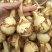 盐城纯白《大茨菇》大量上市，欢迎全国客商前来批发订购。