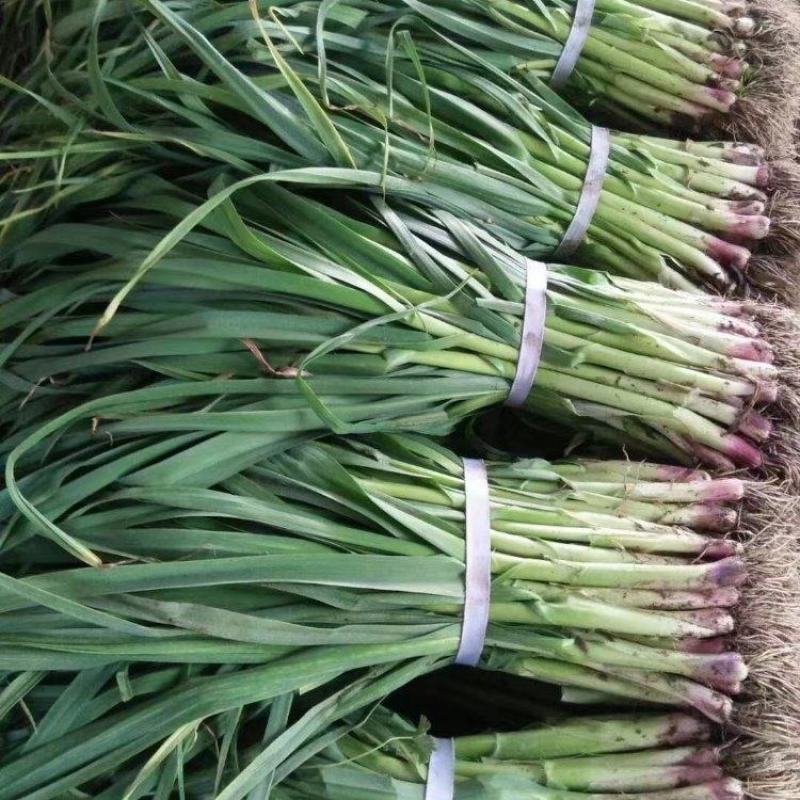 精品红根蒜苗大量上市品质保证量大从优一手货源