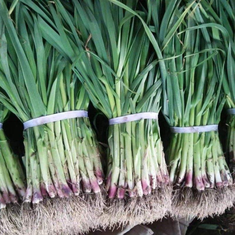 精品红根蒜苗大量上市品质保证量大从优一手货源