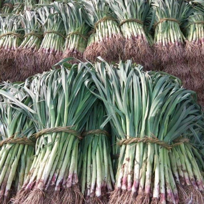 精品红根蒜苗大量上市品质保证量大从优一手货源