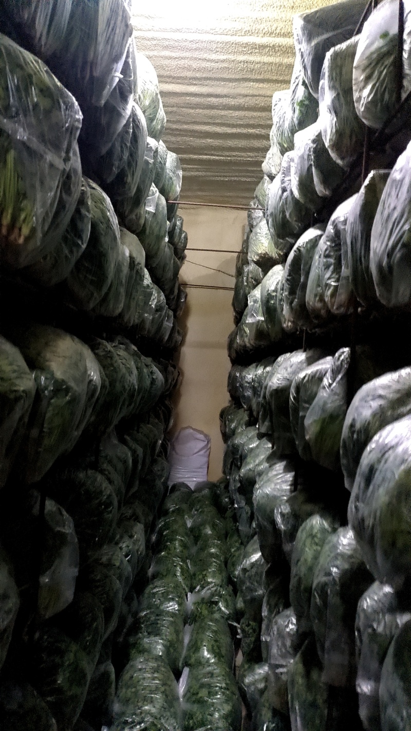 精品香菜中叶铁杆青香菜品质保证诚信经营对接市场商超