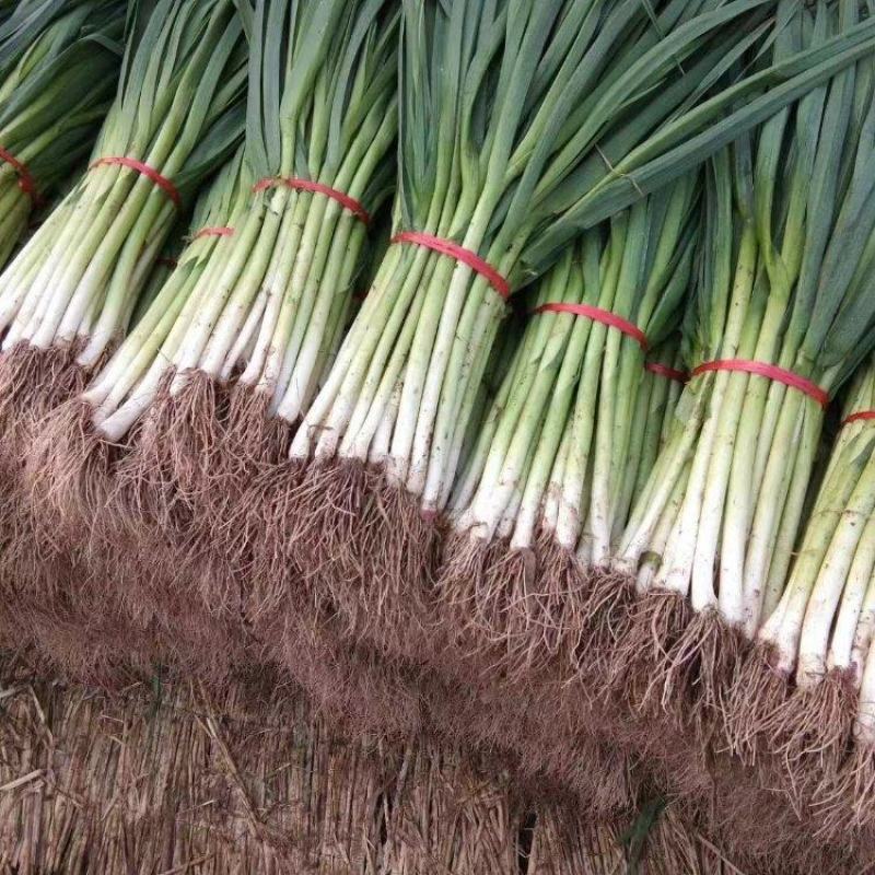精品红根蒜苗大量上市品质保证一手货源量大从优
