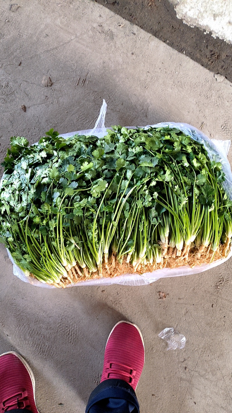 唐山中叶铁杆青香菜大量上市品质保证诚信经营对接市场商