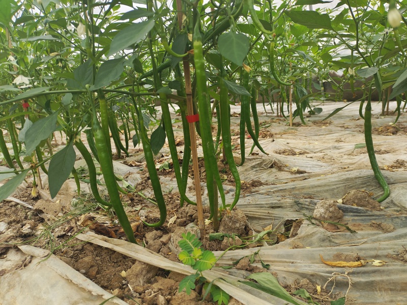 二荆条辣椒