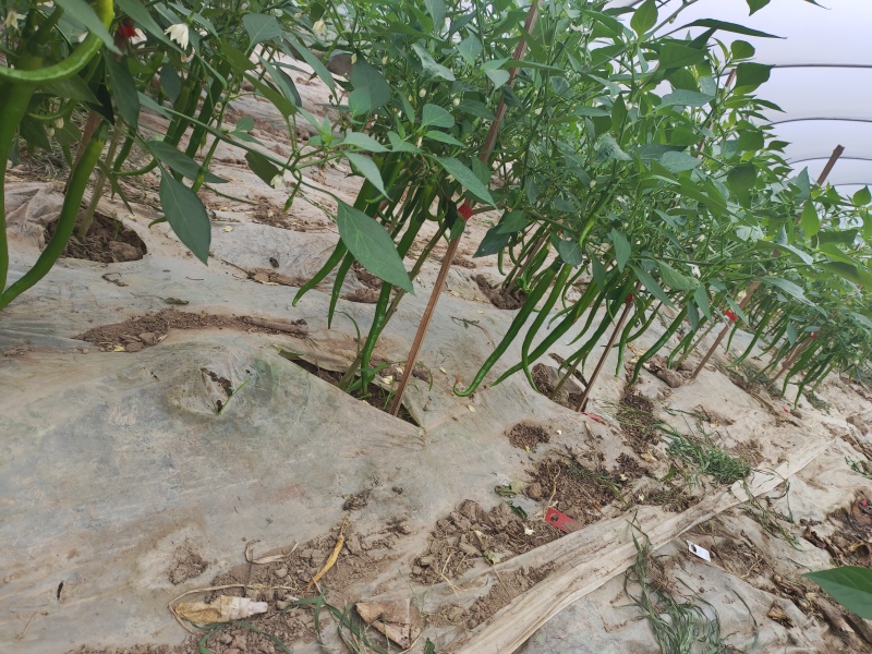二荆条辣椒