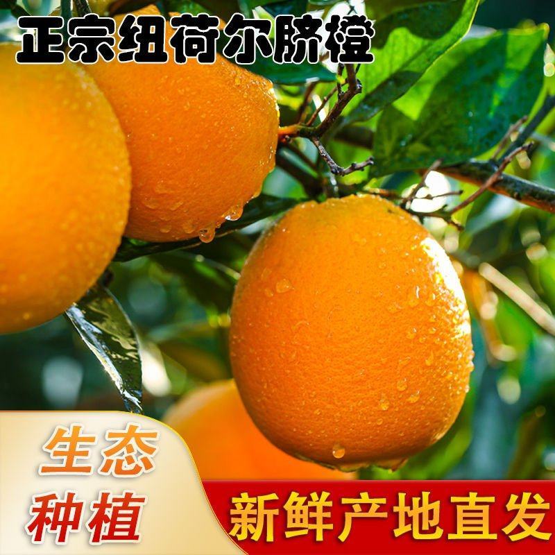 纽荷尔橙子，外贸出口电商，团购，市场分规格调货