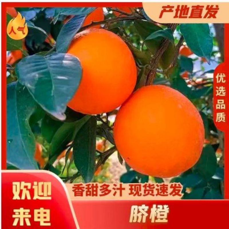 长虹脐橙产地大量供应纯甜多汁化渣现摘现发应季美味果
