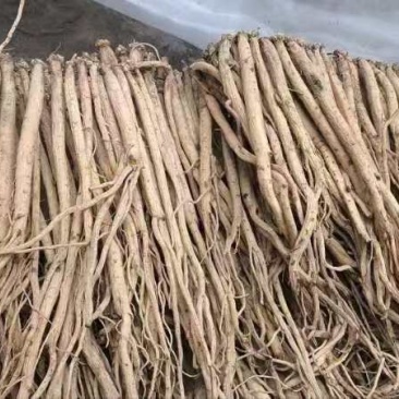 岷县精品党参白条党参产地直发价格合理欢迎选购