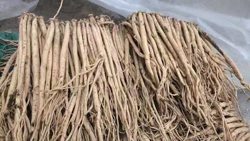岷县精品党参白条党参产地直发价格合理欢迎选购