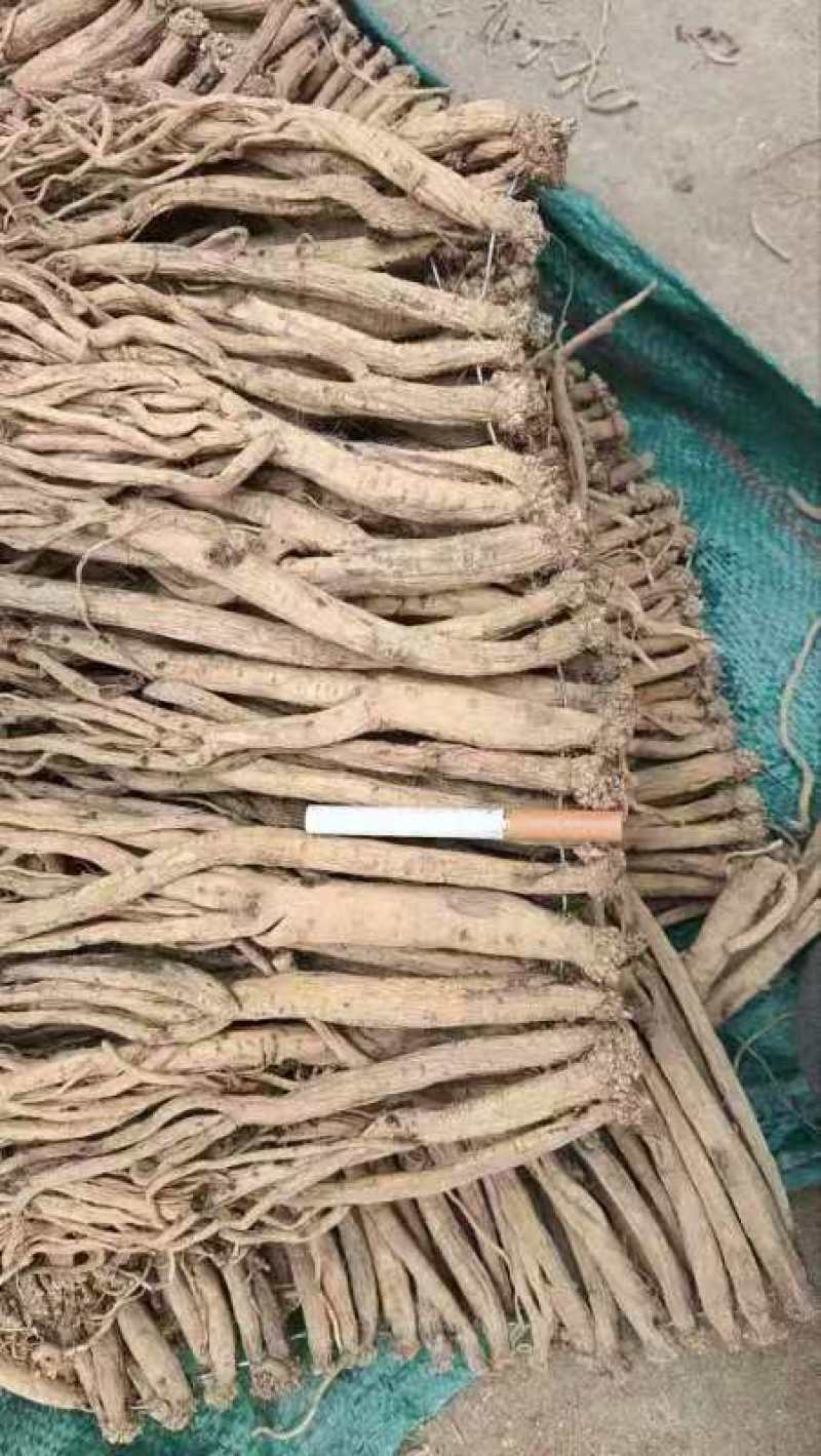 岷县精品党参白条党参产地直发价格合理欢迎选购
