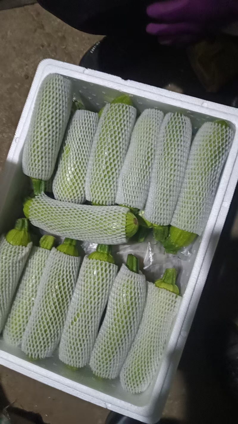 云南省红河州弥勒市虹溪精品西葫芦大量上市