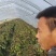 红叶香莴笋大量上市需要的联系欢迎合作。