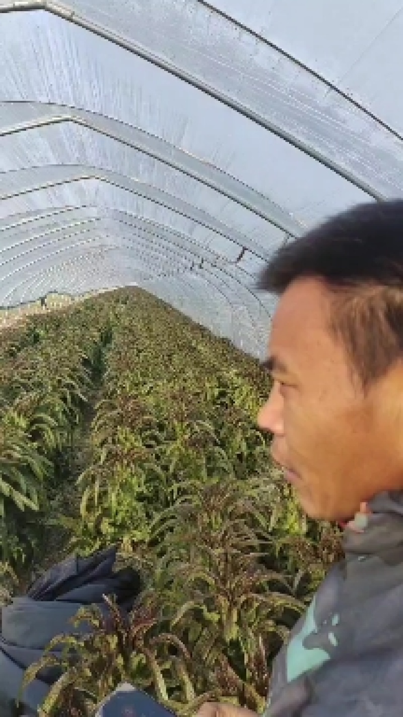 红叶香莴笋大量上市需要的联系欢迎合作。