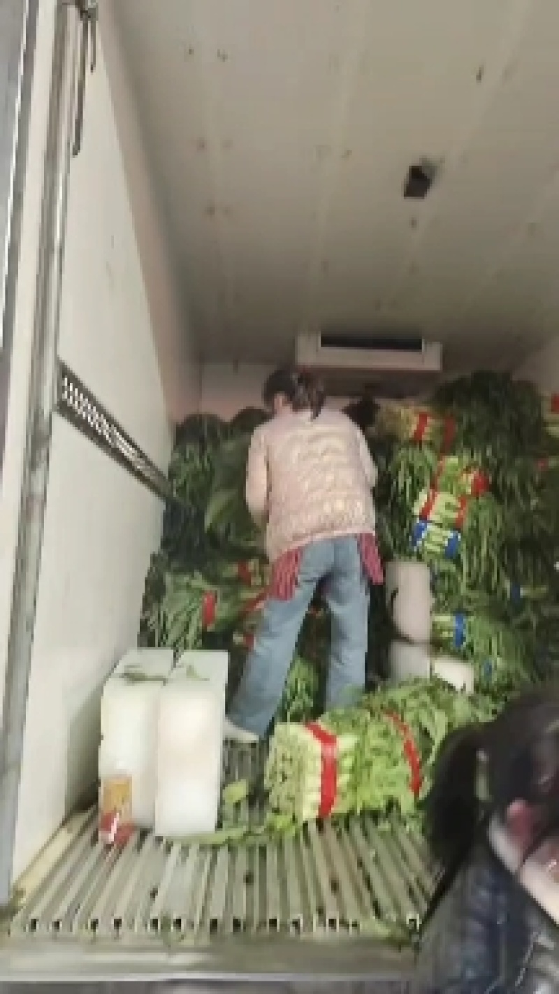 红叶香莴笋大量上市需要的联系欢迎合作。