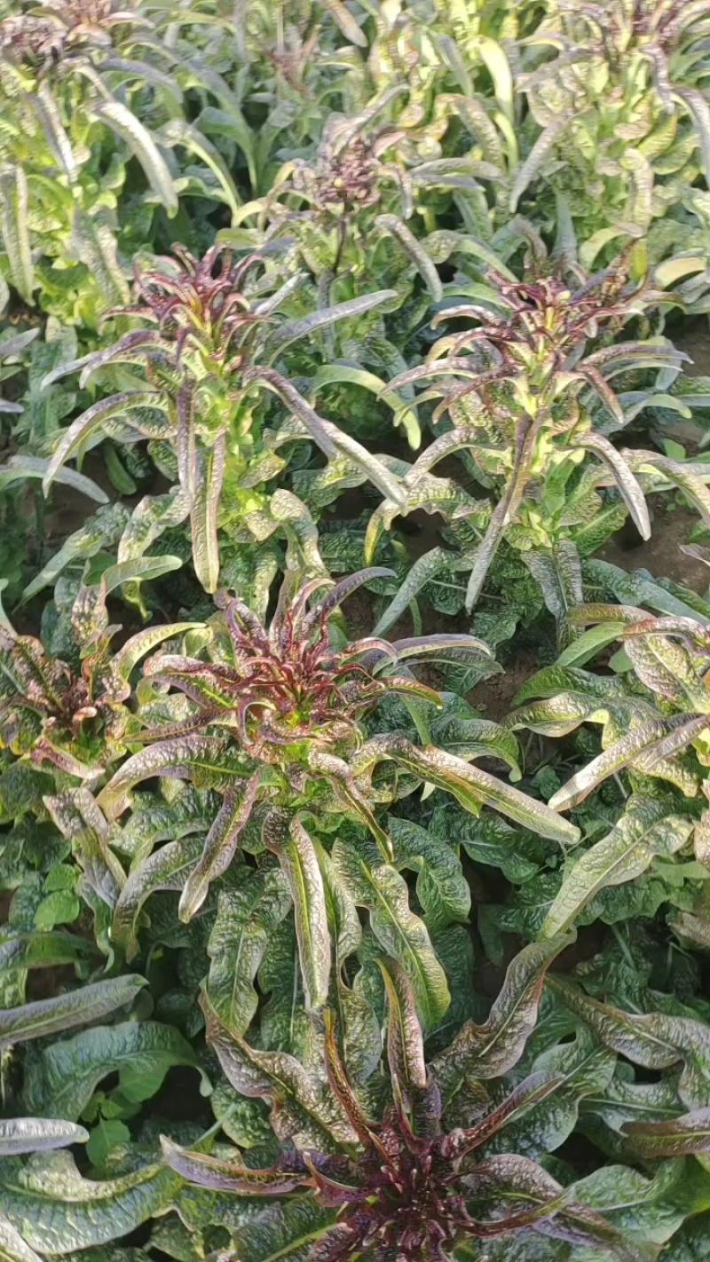 红叶香莴笋大量上市需要的联系欢迎合作。