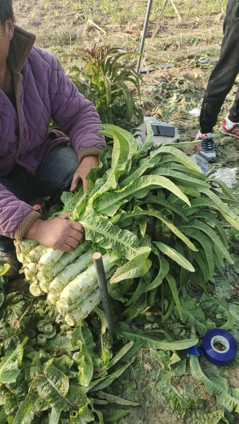 红叶香莴笋大量上市需要的联系欢迎合作。
