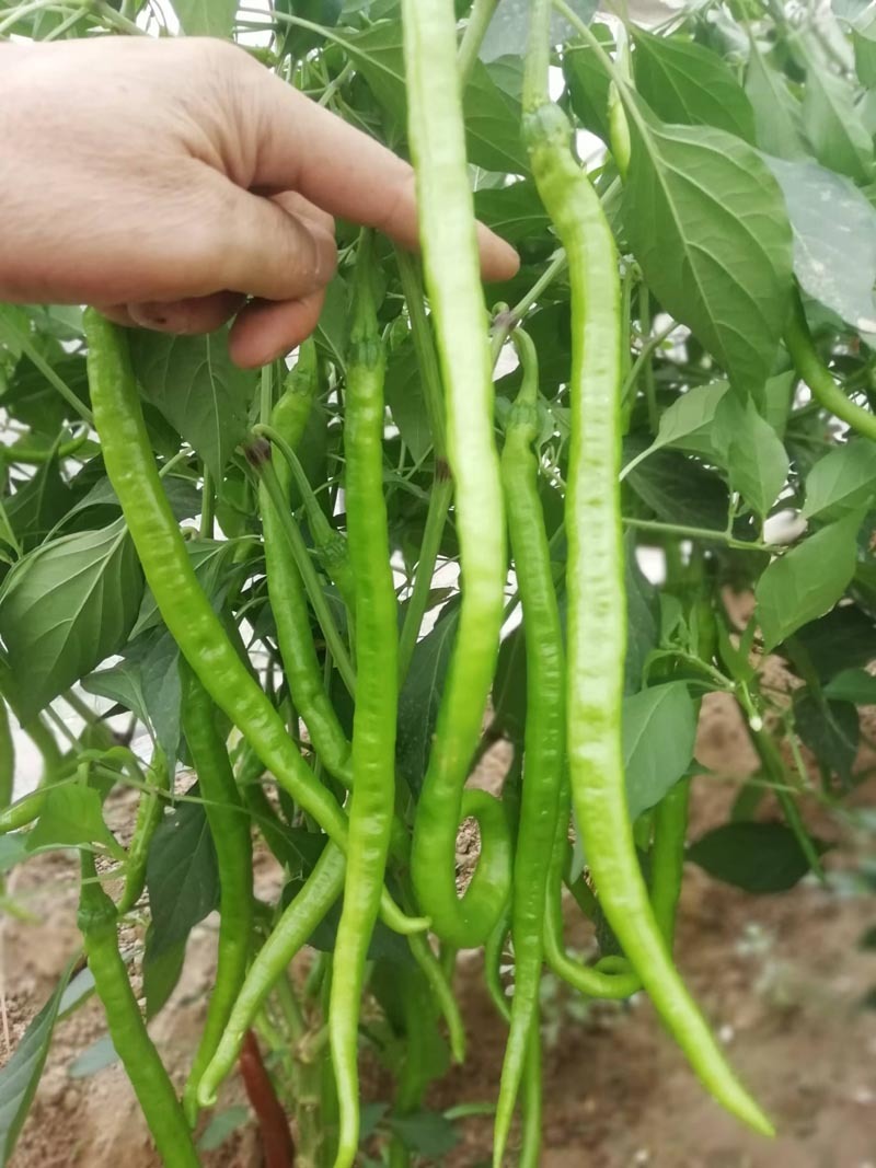 粗长线大果早熟条椒线椒种子高产卖相好一袋一千粒包邮