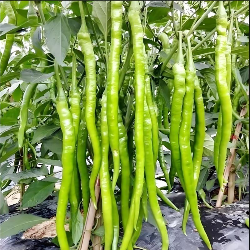粗长线大果早熟条椒线椒种子高产卖相好一袋一千粒包邮