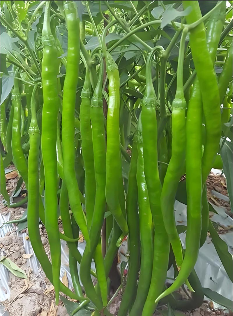 粗长线大果早熟条椒线椒种子高产卖相好一袋一千粒包邮