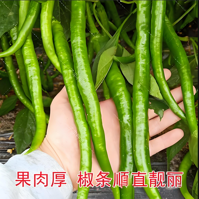 粗长线大果早熟条椒线椒种子高产卖相好一袋一千粒包邮
