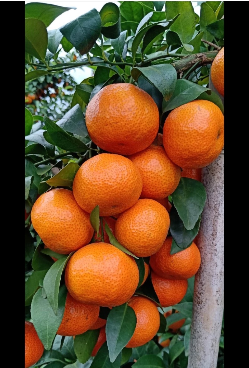 早熟沙糖桔，需要包园定果的速联系