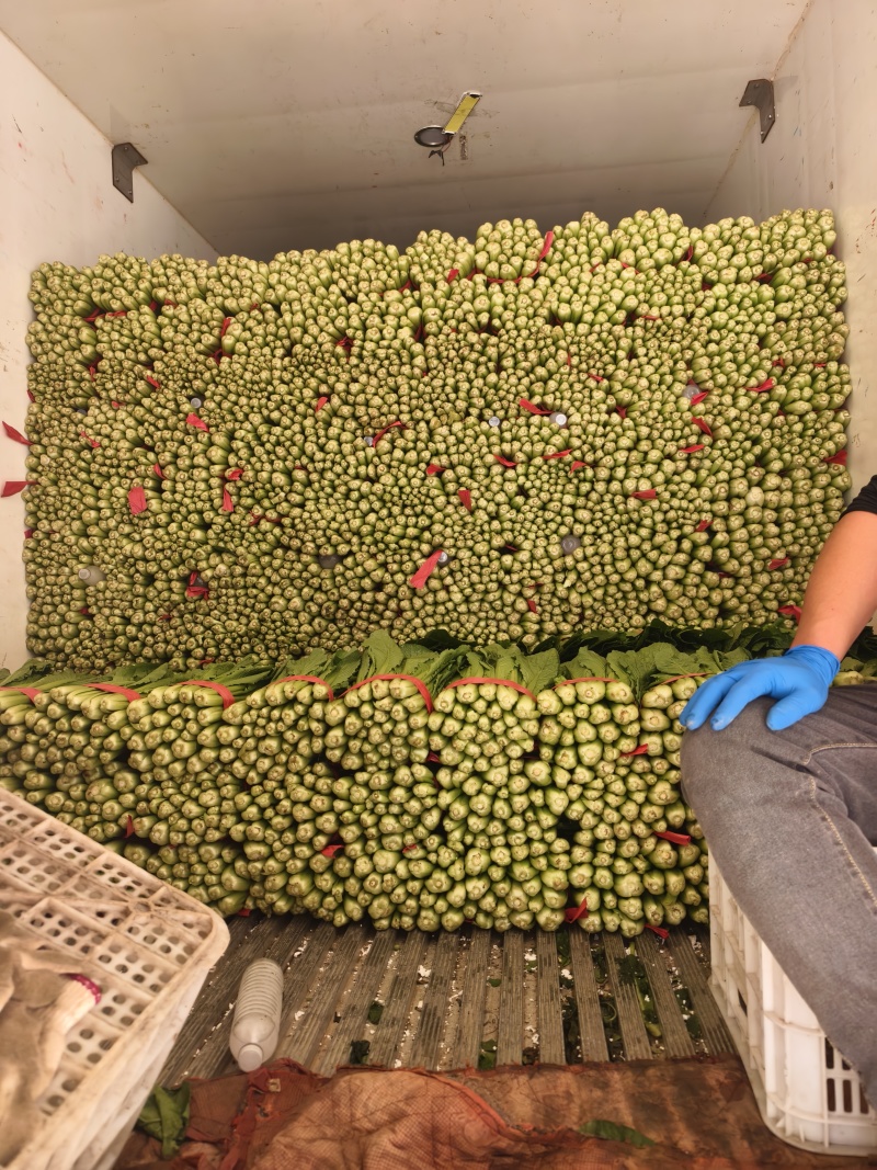 (精品小白菜)一手货产地直发，品质保证加工厂食堂