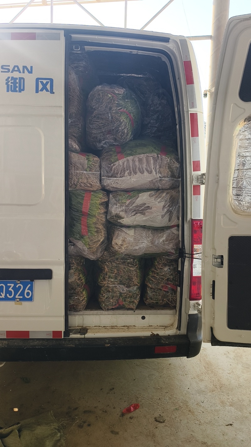 精品油麦菜，各种叶菜对接批发市场电商社区团购
