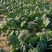 【双11优惠】趴地菠菜量大价优产地直供可视频看货欢迎致电