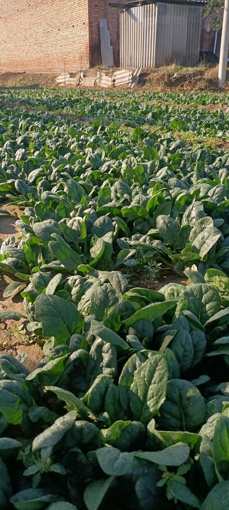 【双11优惠】趴地菠菜量大价优产地直供可视频看货欢迎致电