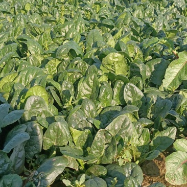 【双11优惠】趴地菠菜量大价优产地直供可视频看货欢迎致电
