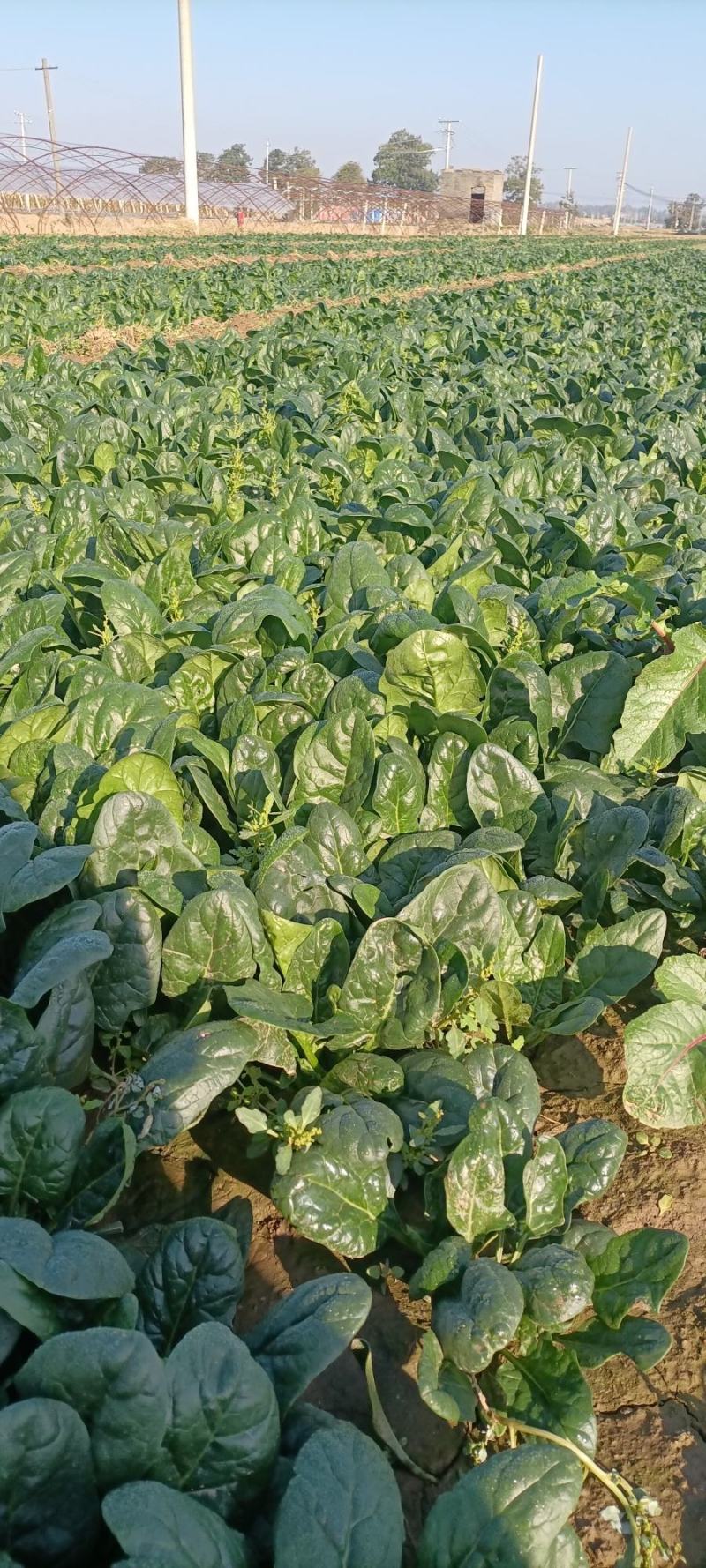【趴地菠菜】产地直发一手货源量大价优欢迎致电咨询
