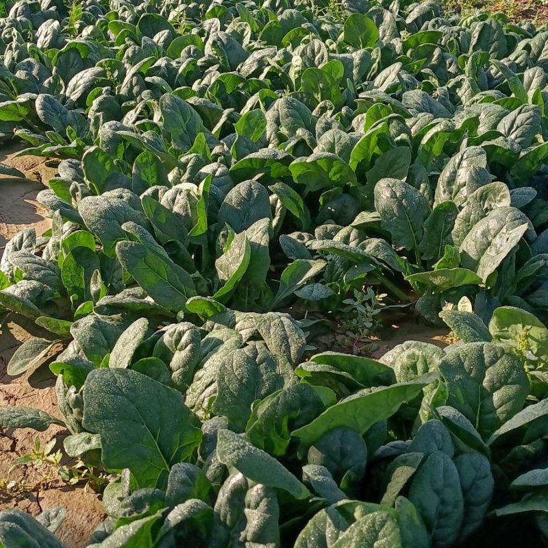 【趴地菠菜】产地直发一手货源量大价优欢迎致电咨询