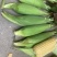 出售大量的自种水果甜玉米新鲜现摘