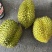 越南金枕榴莲进口水果大箱6头A级