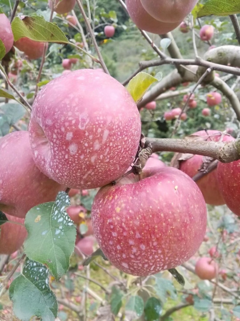 汉源糖心红富士，糖心苹果，口感好，电商果市场果大量供应