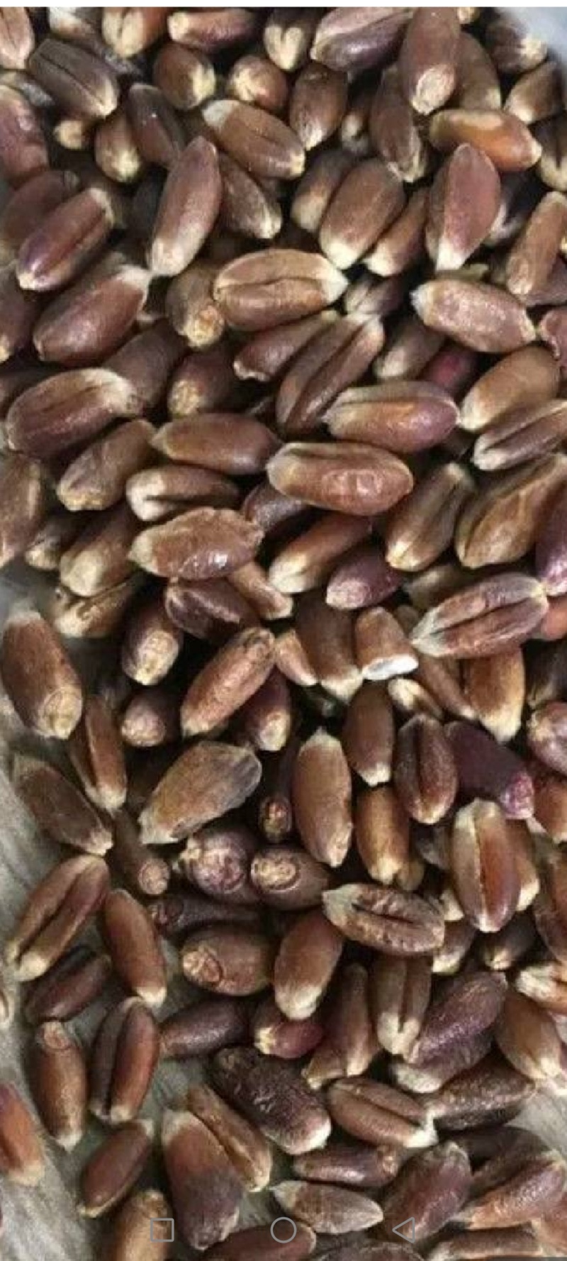 黑小麦预售农家自种自售